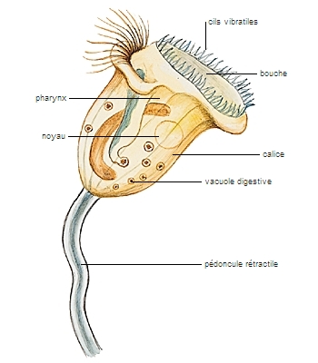Anatomie d'une vorticelle