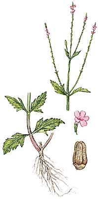 Verveine