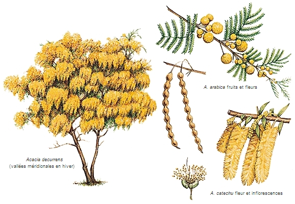 Acacias