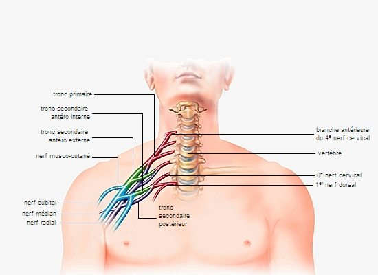 Plexus brachial