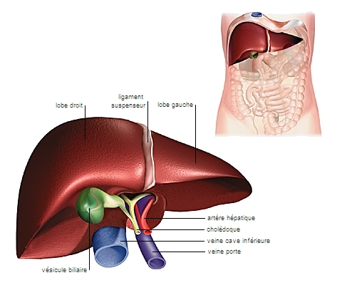 Système digestif : anatomie normale