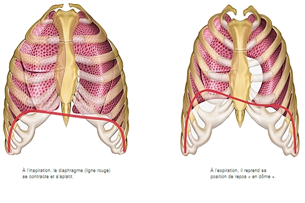 Poumons : tout sur ces structures du système respiratoire