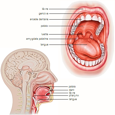 Le syndrome de la fellation vigoureuse – Réalités Biomédicales