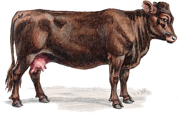 Vache de la race d'Aberdeen-Angus