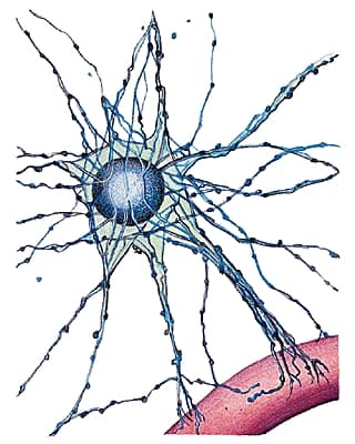 Astrocyte – Média LAROUSSE