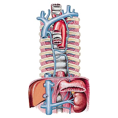 Veine abdominale Veine abdominale