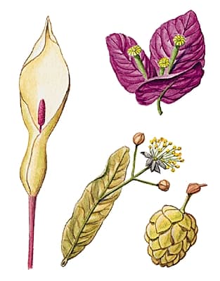 bractée latin bractea feuille de métal - LAROUSSE