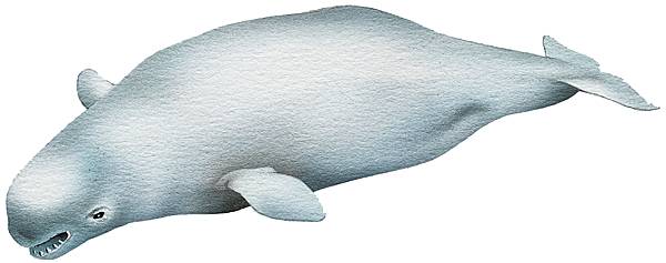 Cri de baleine béluga