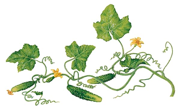 Cornichon