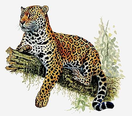 Cri de jaguar
