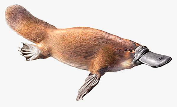 Ornithorynque LAROUSSE
