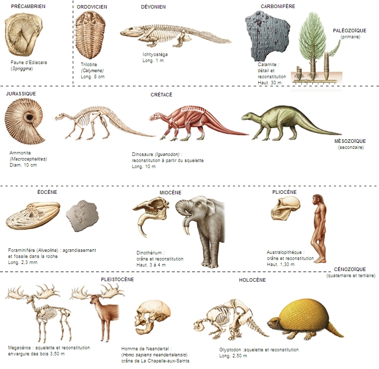 Squelettes et fossiles