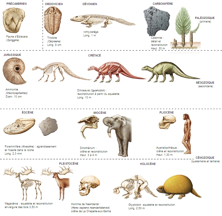 200 dinosaures et autres animaux préhistoriques - spirale - Jean