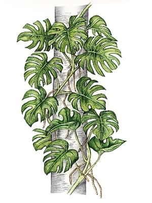 Philodendron