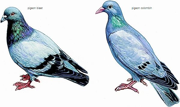 Roucoulade de pigeon