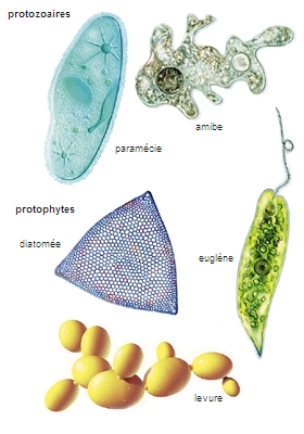 Protistes