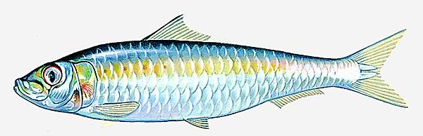 Sardine
