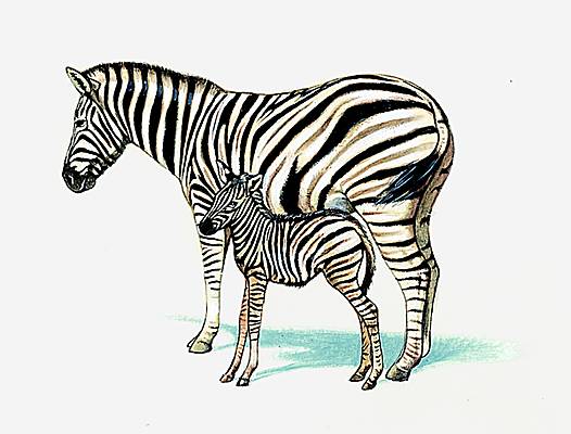Zebras Crossing : rencontres entre surdoués, HP, HQI, zèbres !