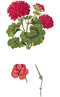Pélargonium