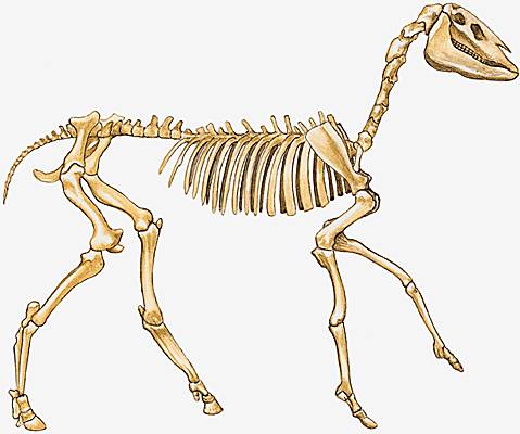 Squelette d'un hipparion