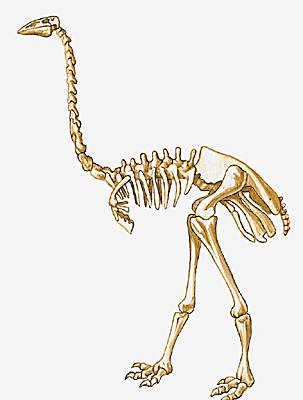 Squelette d'un æpyornis