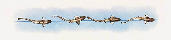 Nage de la roussette