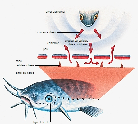 Ligne latérale des poissons