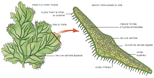 algue latin alga - LAROUSSE