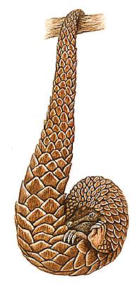 Pangolin