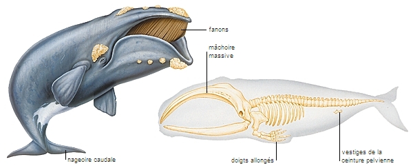 [Actualité] Groupe GAC - Page 7 1003413-Baleine