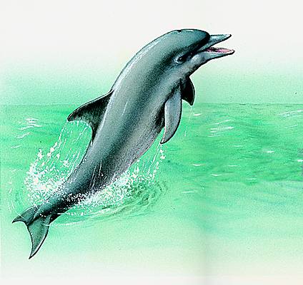 Cri de dauphin tacheté