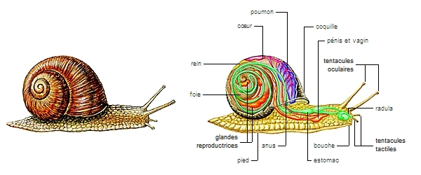 Anatomie d'un escargot