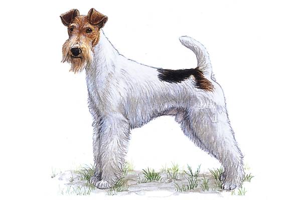 Fox-terrier