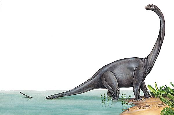 Reconstitution d'un brontosaure