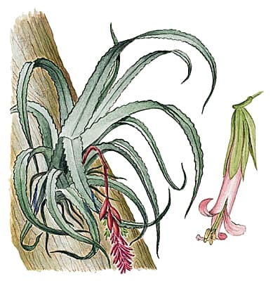 Billbergia