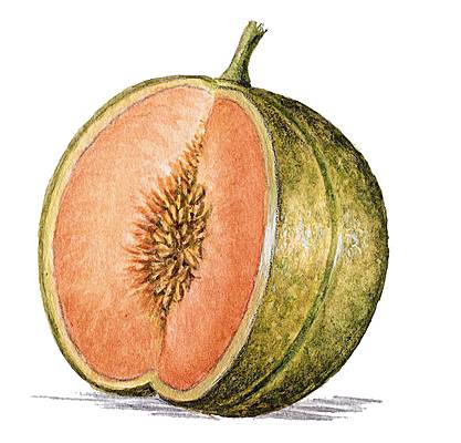 Cantaloup