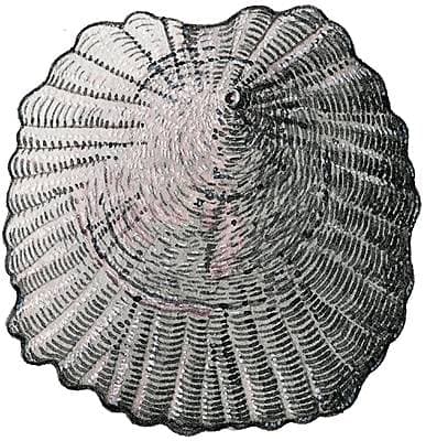 Crania