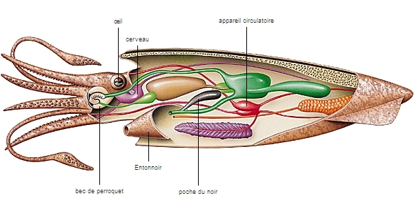 Anatomie d'un céphalopode