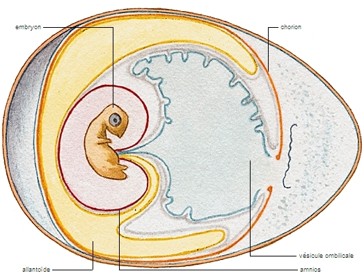 Annexes embryonnaires