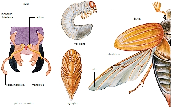 Morphologie d'un coléoptère