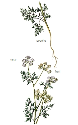 cigu - LAROUSSE