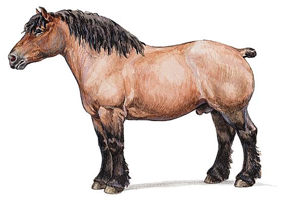 Cheval ardennais