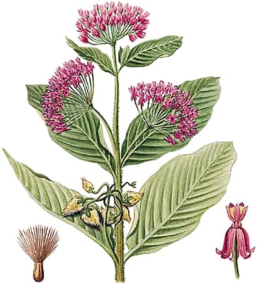 Asclepias