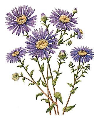 Aster