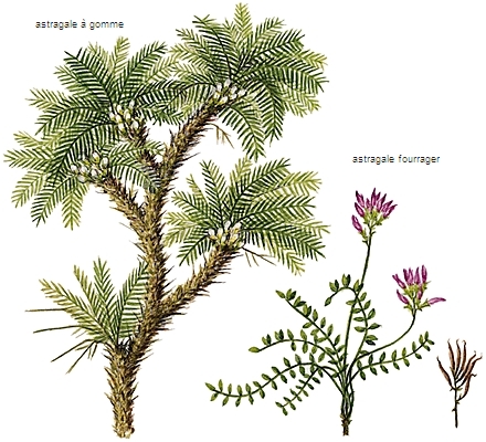 Astragales