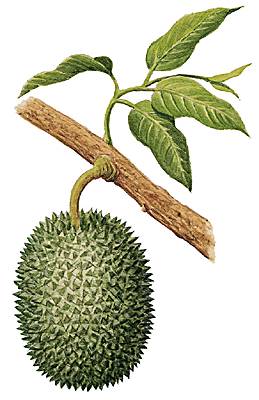 Fruit du durian