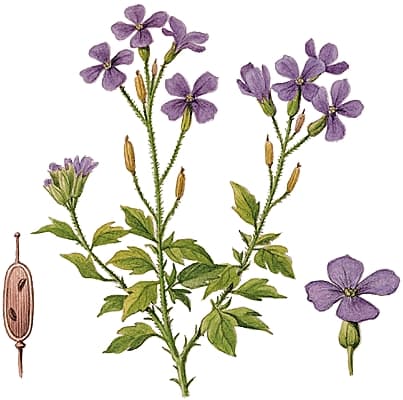 Aubrietia