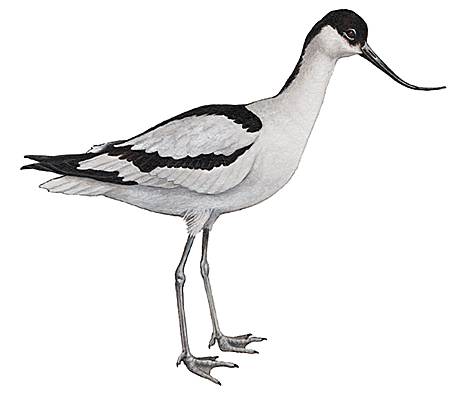 Avocette