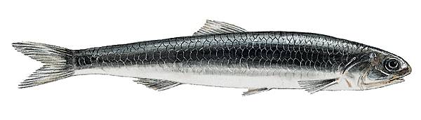 Anchois