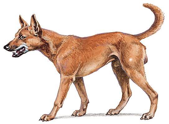 Dingo